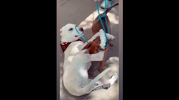 Adopt destiny! Www.posodogrescue.com #englishlab “adoptdontshop