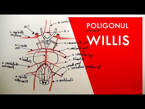 Video: Anatomie, Funcție și Diagrama Arterei Oftalmice - Hărți De Corp