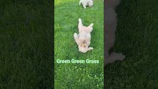 Green Green Grass v2 #shorts #dog #funny #greengreengrass