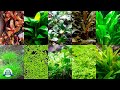 Mi TOP 10 de PLANTAS para acuario FAVORITAS