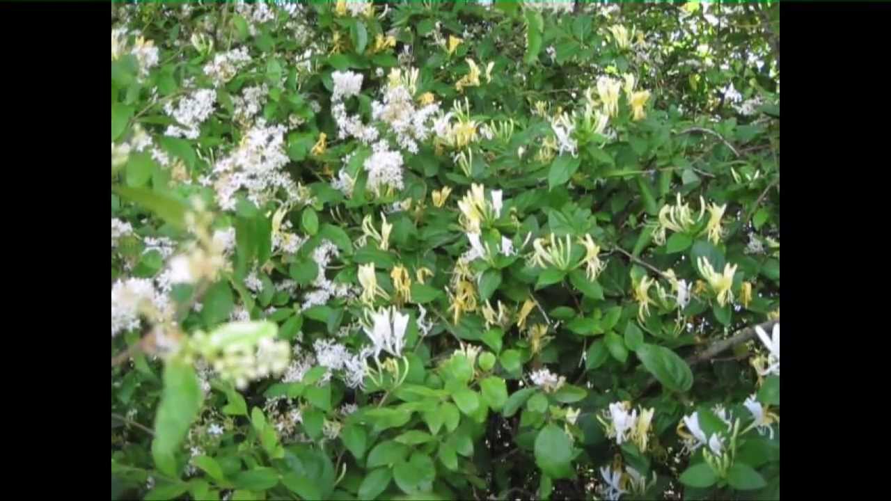 Honeysuckle and Privet Hedges Blooming in the Spring YouTube