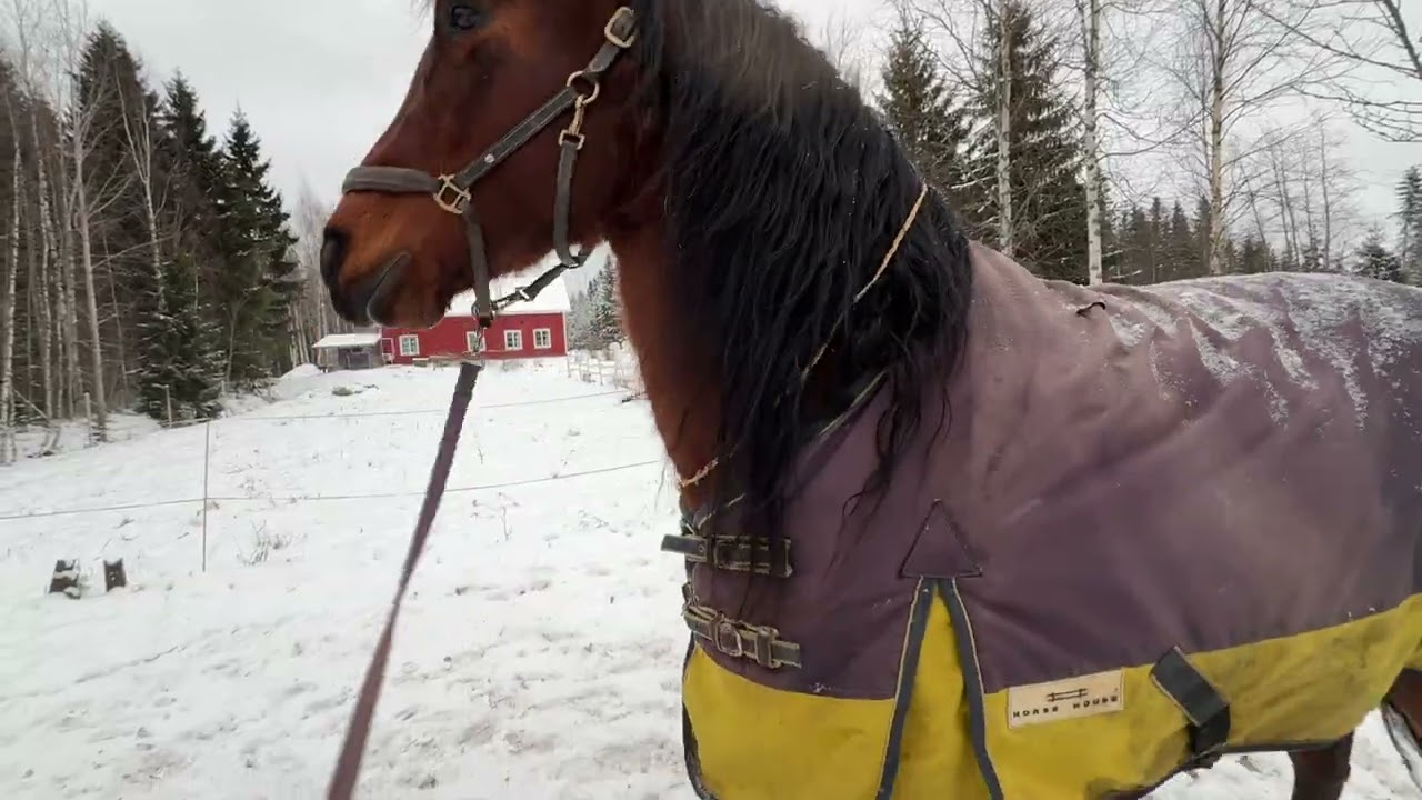 Как научить лошадь: Внутреннее постановление на рыси