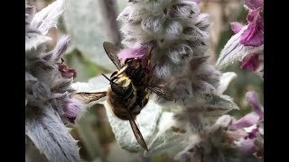 Uldbier I Parring. Anthidium Manicatum.