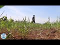                                        صفقان اوركيش نجومي