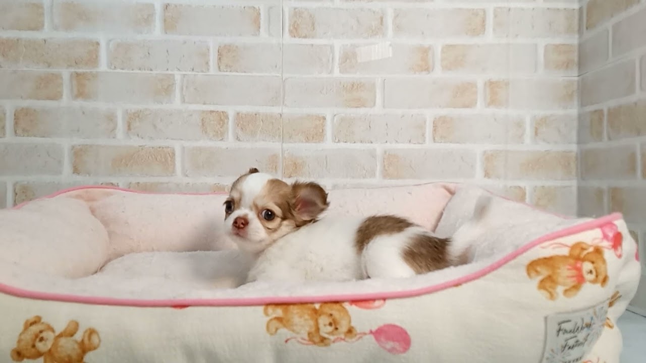 チワワ PICTWANカレンダー2026 チワワ【L判】（4589860481854）｜犬用品（犬