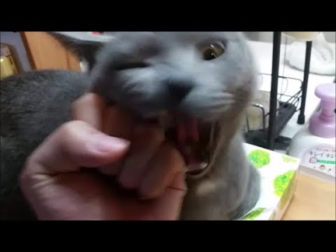 昇竜拳くらってもびくともせず、むしろ攻撃し返してくる猫 - YouTube