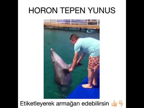 Horon tepen yunus balığı (komik videolar)