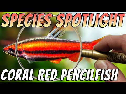 Coral Red Pencilfish - Nannostomus Mortenthaleri - Rare Freshwater Nano Aquarium Fish Profile Thumbnail