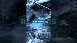 3 Plant Science Facts That Explain Why Trees Explode From Cold