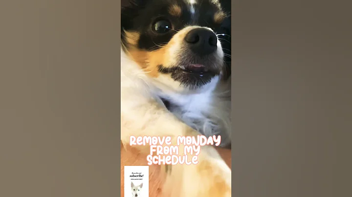 Watch the video about REMOVE MONDAY FROM MY SCHEDULE #funny #dog #hilarious #cat #catvideos #pets #shorts #viral #trending