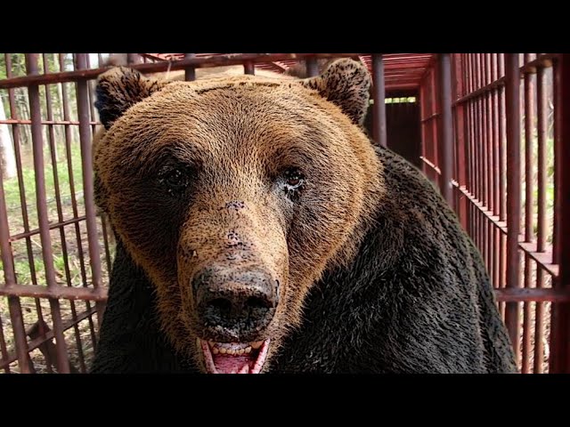 【巨大ヒグマ連続出没】「春にここまで大きいのは見たことない」冬眠明けなのになぜ？"畑の農作物"で昨秋に栄養蓄えた可能性も…苫前町で330キロ級を捕獲＿島牧村でも280キロのクマがハンター襲撃