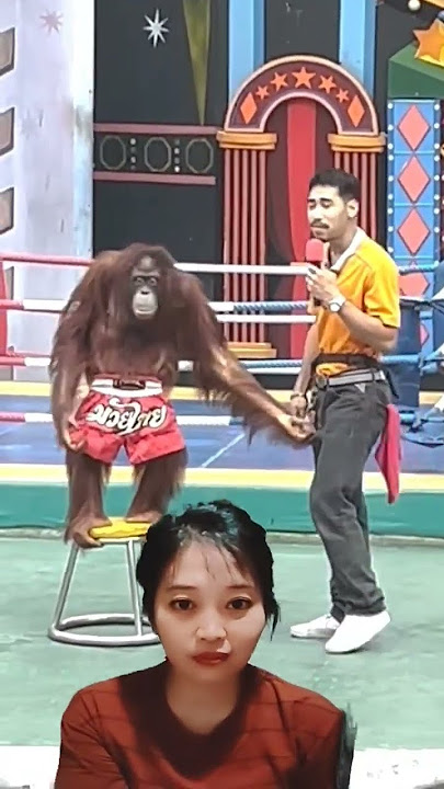 Orang utan bikin ngakak lucu #orangutan #comedy #orangoutan #funny #monkey #fun #prank