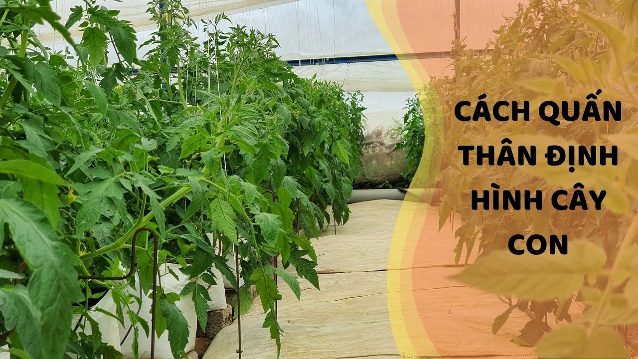 CÁCH QUẤN CÂY CÀ CHUA ĐỂ 2 THÂN TRỒNG TRÊN GIÁ THỂ