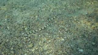 Serpente Anguilla a fasce - Banded snake eel - Myrichthys colubrinus