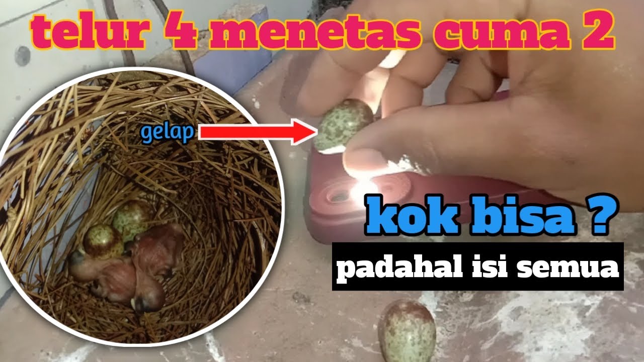 padahal Telurnya isi tapi tidak menetas semua segera pecahkan