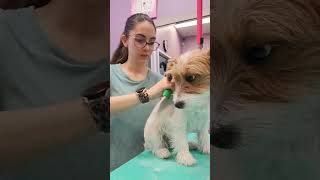 Handstripping a Jack Russell Terrier!