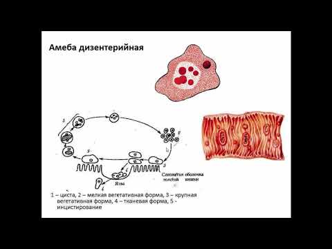 Амеба дизентерийная цикл размножения