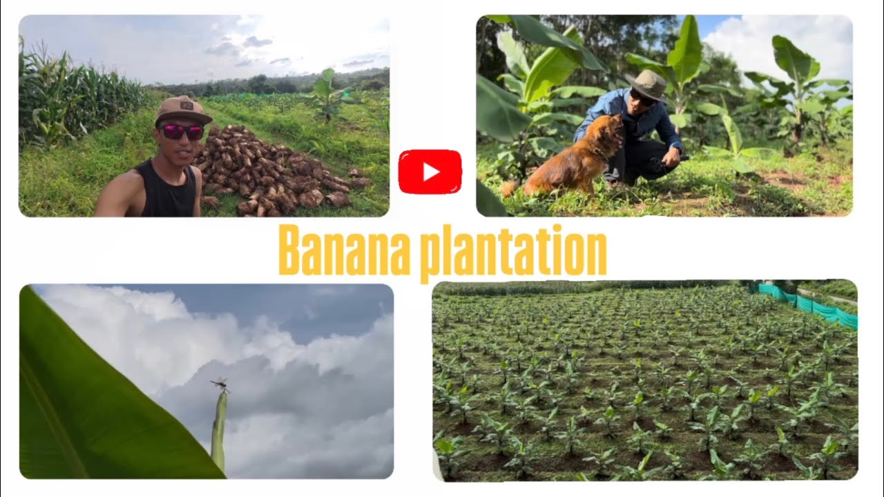 Banana plantation || Tibetan vlogger || Bylakuppe ||