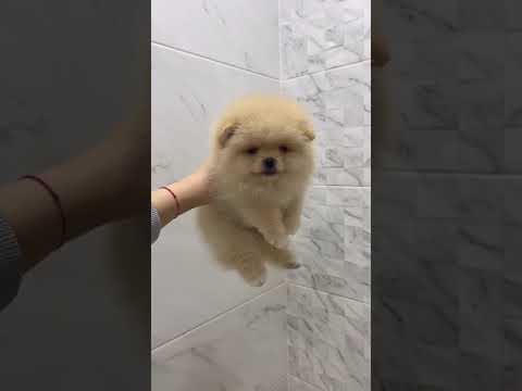 Vidéo: Les 8 moments les plus mignons pour les chiots