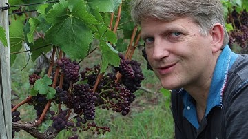 Checking the ripeness levels of the grapes