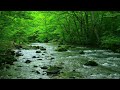 【集中力UP】川の音と小鳥の声で心が安らぐ極上の時間【勉強,作業,睡眠,癒し,瞑想,リラックス,ASMR】