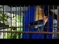 Tidak Cuma Ngriwik Masteran Burung Kamade Cabe Cabean Gacor Ampuh Bikin Cepat Gacor Ngeplong Mp3 - Mp4 Download