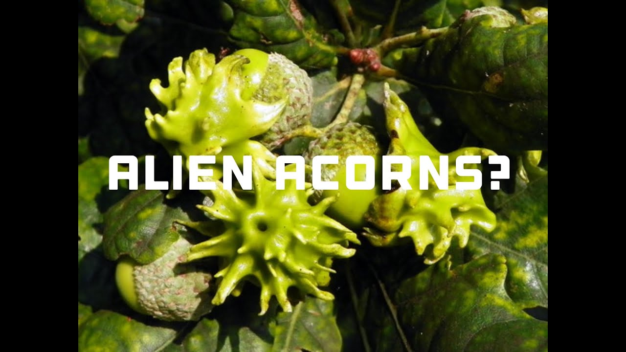 Alien Acorns? - YouTube