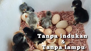 menetaskan telur ayam dengan cara sederhana tanpa mesin tetas(@ejtchannel )