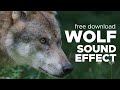 Wolf sound effects - Relaxation - Free Download - No Copyright
