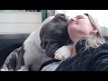 Blushing ! Reason why you must got a Dog -  Funny Dogs and funny Human together