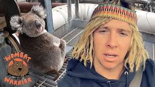 Rescuing Stuck Koala and Baby From Gas Works | Wombat Warrior