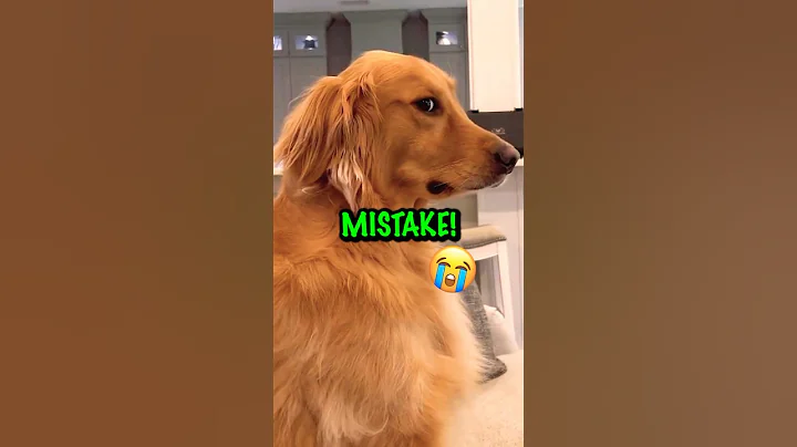 Funny Dog Names Golden Retriever Puppy! ❤️ - DayDayNews