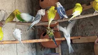 Australian parrot budgie parrot voice #mutations #eating #mint #viral #trending #pakistan #parrot