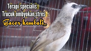 Pancingan Trucukan agar bunyi specialis bahan ombyokan & stres macet bunyi jadi Trucukan gacor