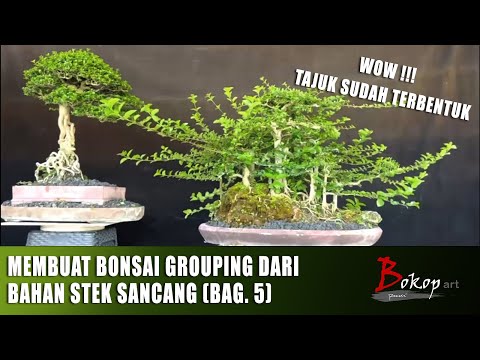 MEMBUAT BONSAI GROUPING DARI BAHAN STEK SANCANG (bag. 5)