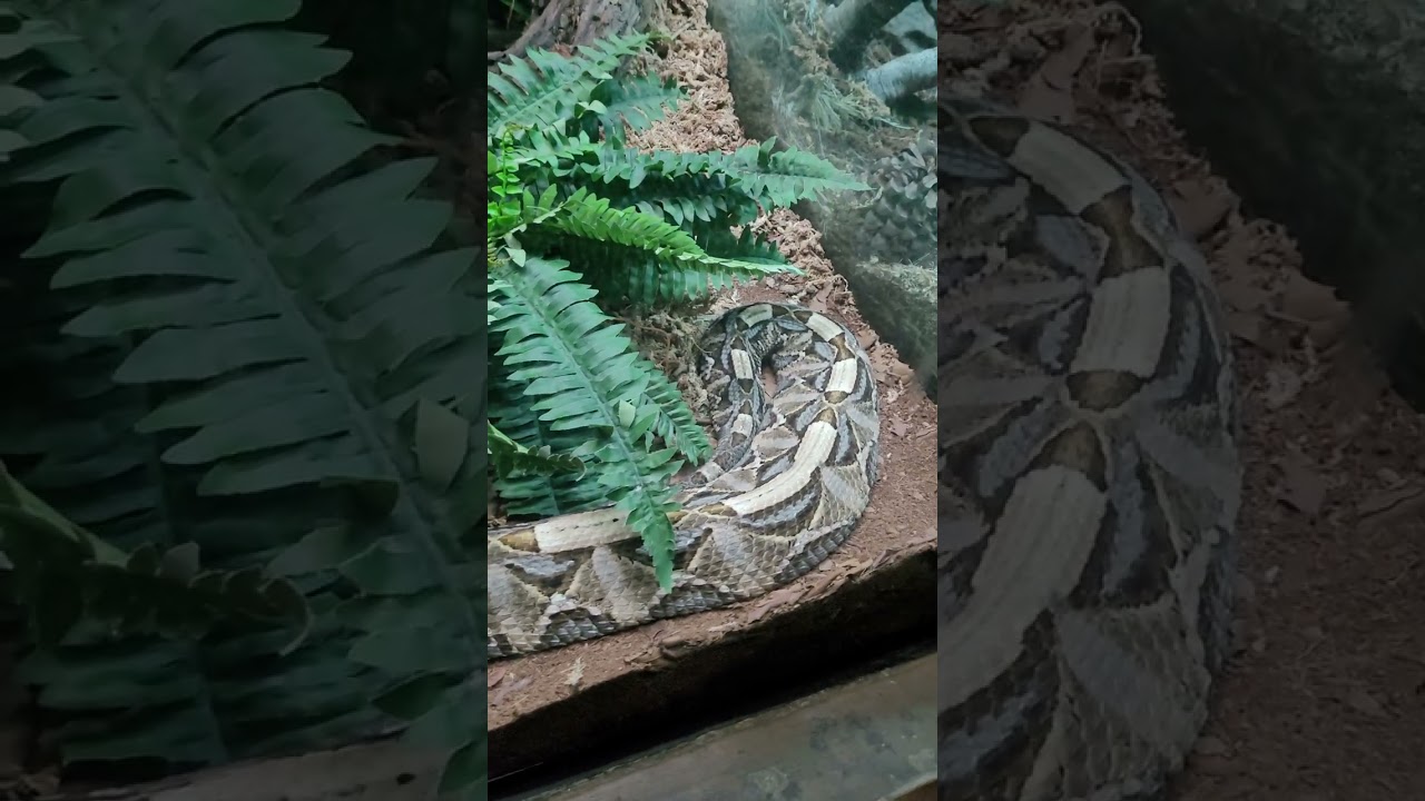 Gabon Viper at the LA ZOO 