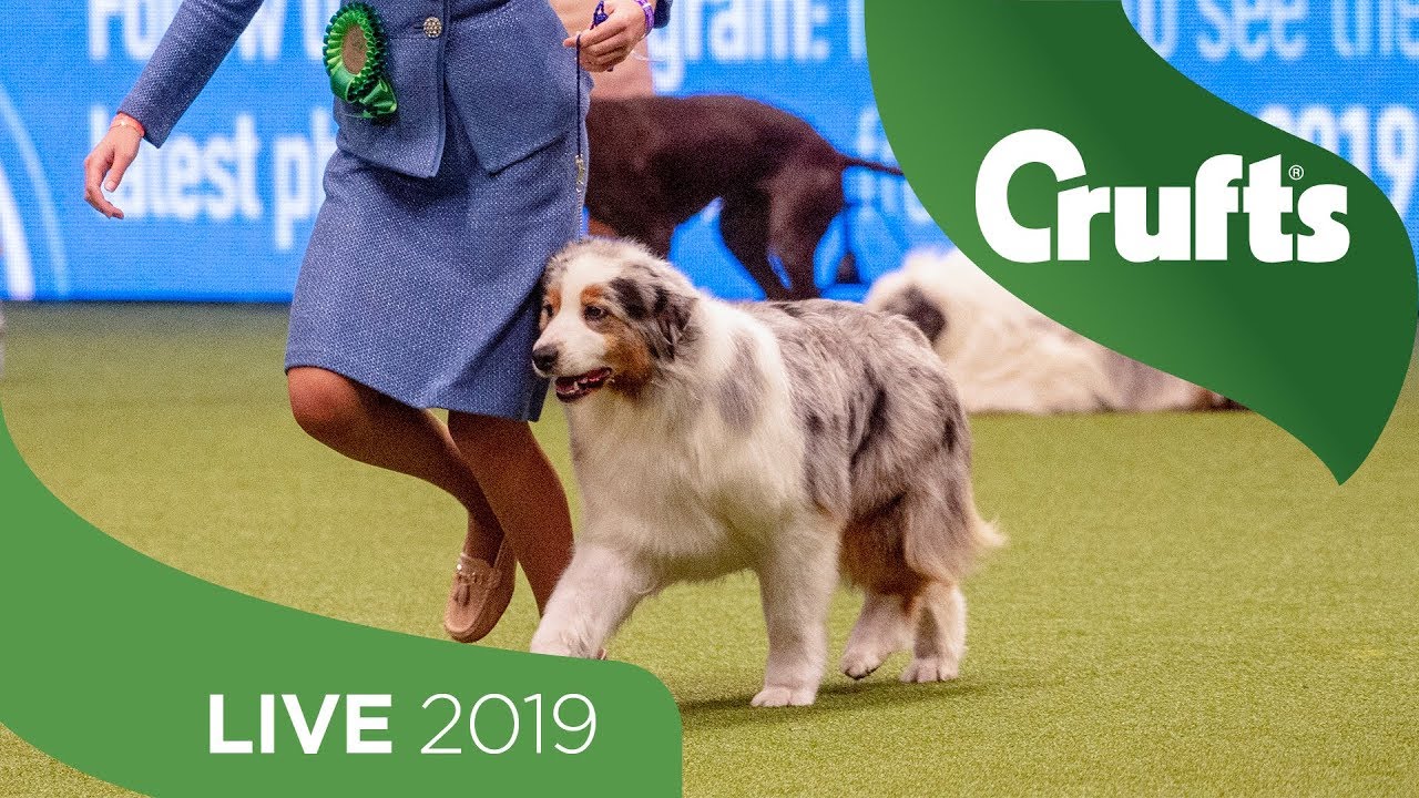 crufts 2019 day 3