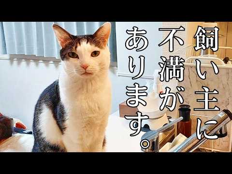 家に猫が居ると笑いが止まらなくなるって動画