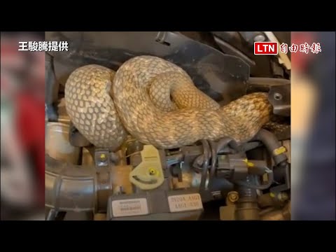 驚！ 修機車拆置物箱 赫見長約1米半、小手臂粗臭青母（王駿騰提供）