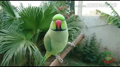 ਪਾਠ - 8 (ਪੰਛੀਆਂ ਦੀ ਦੁਨੀਆ ) class 3 rd