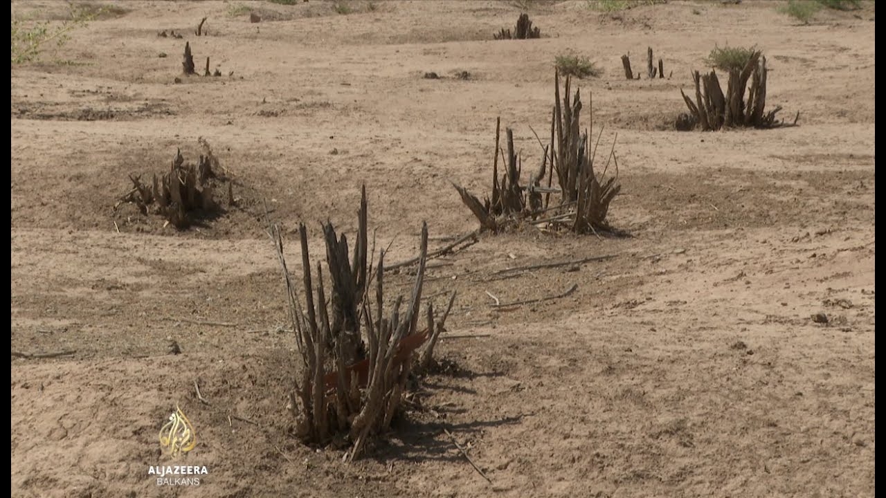 جذور ميتة بدلاً من البساتين في المزارع العراقية السابقة