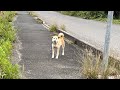 リードが切れて迷子になっている犬を保護しました