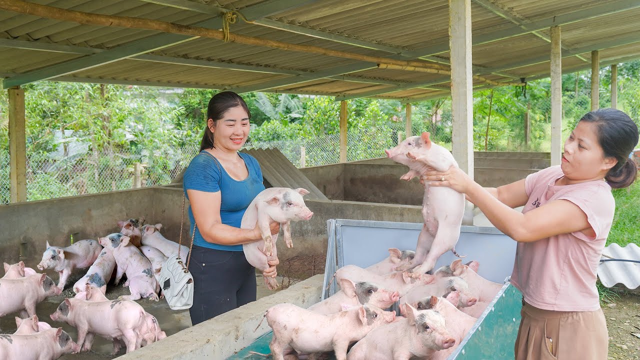 Heavy Rain and Floods Almost Washed Away the Farm - Transporting pigs for sister. Ly Hieu Hieu