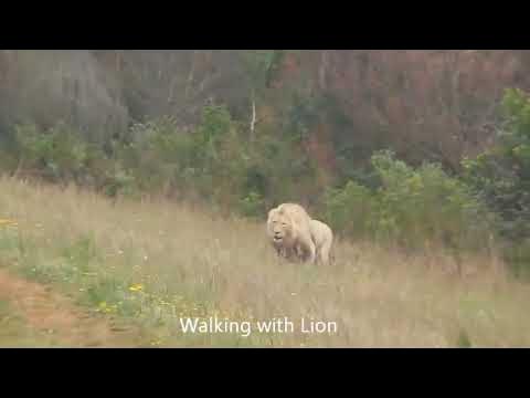 Lion attacks Man - YouTube