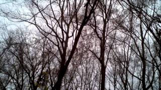 Cache River Ducks 2011