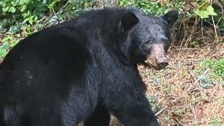 Bear Ruby — Disenchanted