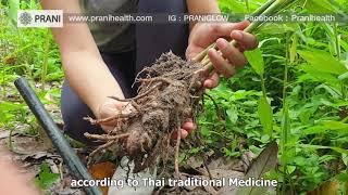 Prani Health : Our Thai Organic Herb Grower