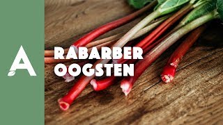 Harvesting Rhubarb: Facts and Myths | A Greener Home! #35 | Angelo Dorny