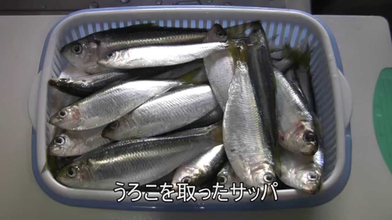 サッパは初心者にも簡単に釣れるターゲット 美味しい食べ方や釣り方をご紹介 Leisurego 4ページ目 Leisurego Part 4