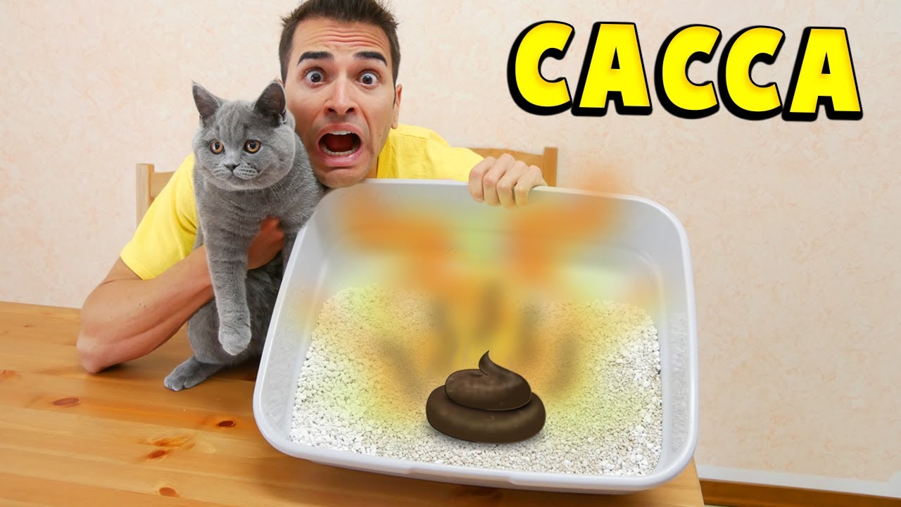 IL NOSTRO GATTO HA FATTO LA CACCA PUZZOLENTE!! 